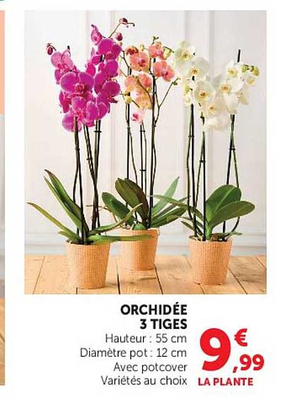 ORCHIDÉE 3 TIGES