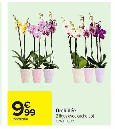 Orchidée
