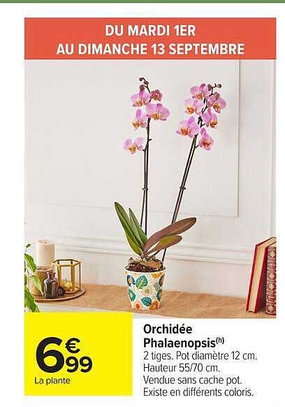Orchidée Phalaenopsis(h)