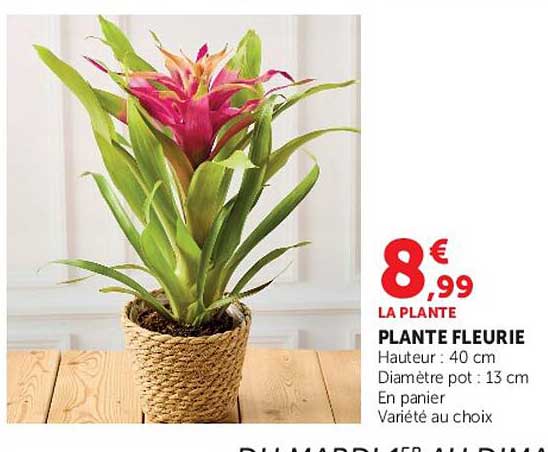 PLANTE FLEURIE