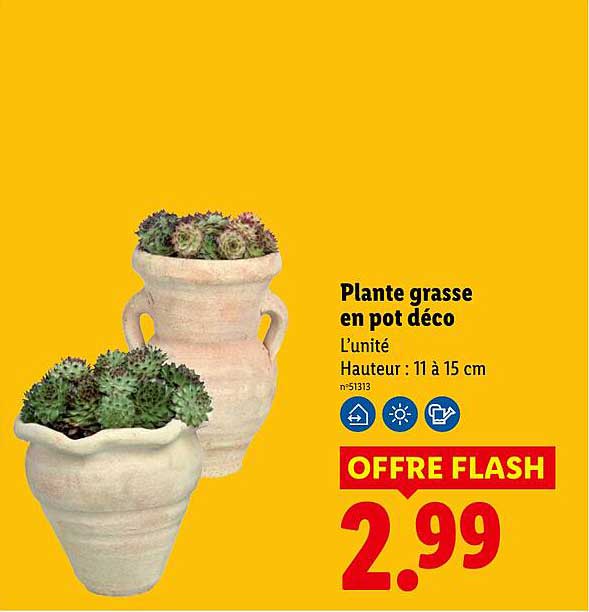 Plante grasse en pot déco