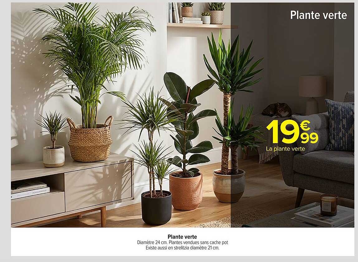Plante verte