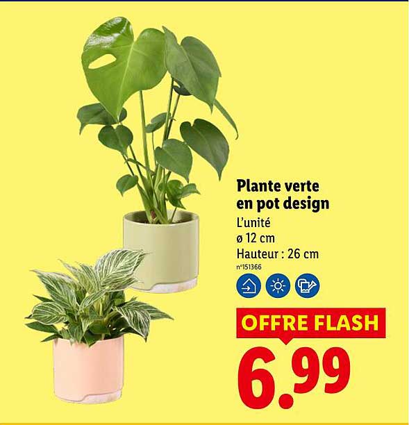 Plante verte en pot design