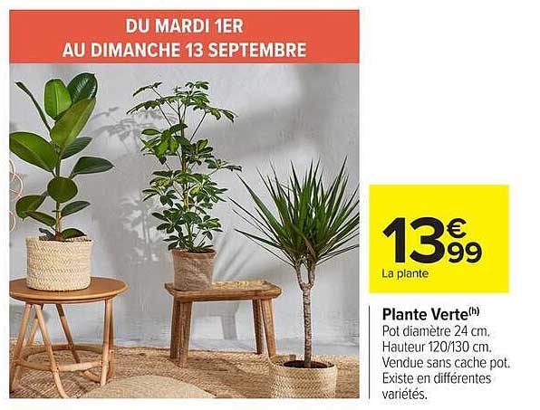 Plante Verte(h)