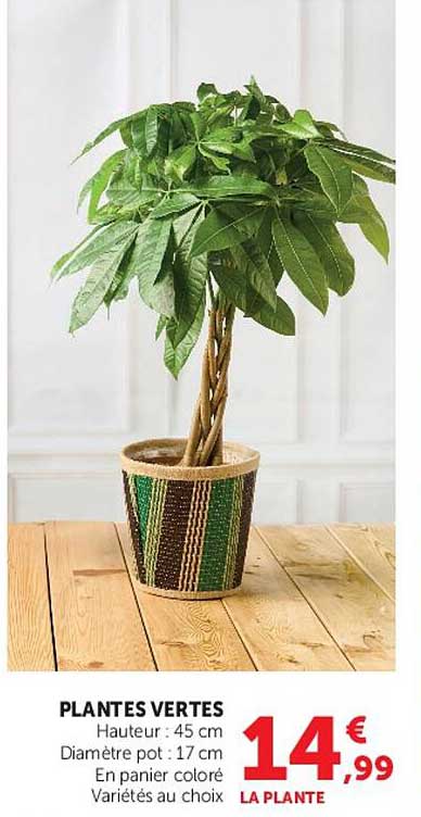 PLANTES VERTES