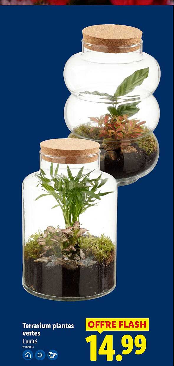 Terrarium plantes vertes