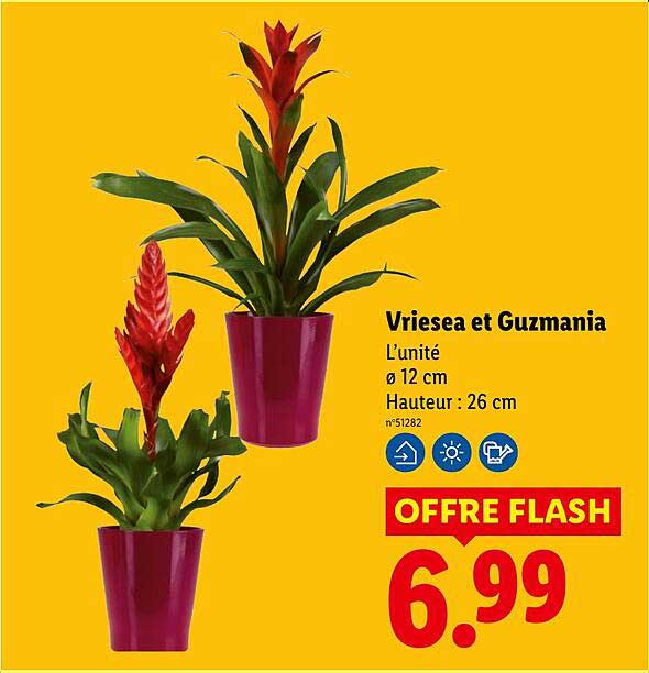 Vriesea et Guzmania