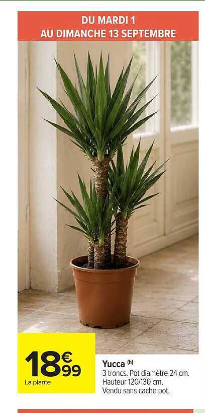 Yucca (h)