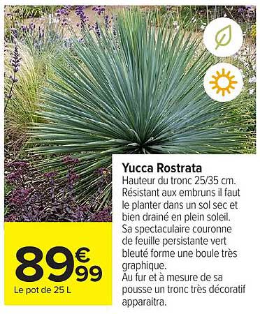 Yucca Rostrata