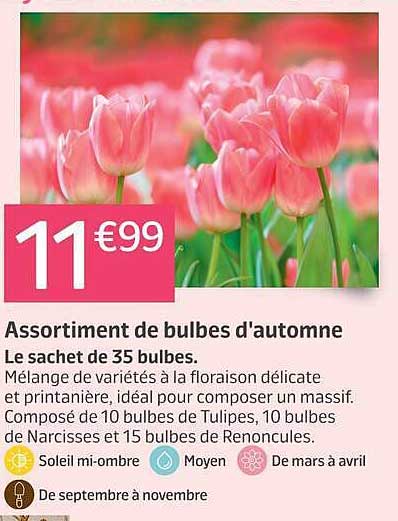 Assortiment de bulbes d'automne