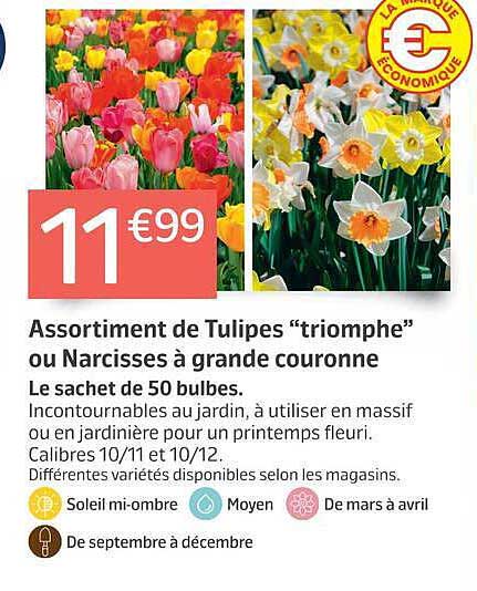 Assortiment de Tulipes “triomphe” ou Narcisses à grande couronne