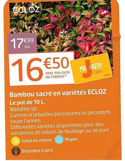 Bambou sacré en variétés ECLOZ