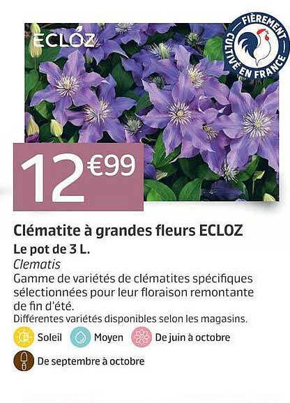 Clématite à grandes fleurs ECLOZ