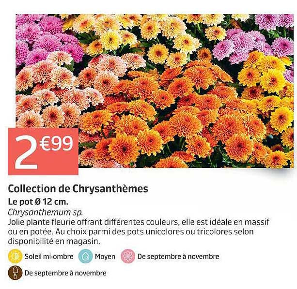 Collection de Chrysanthèmes