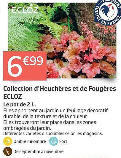 Collection d'Heuchères et de Fougères ECLOZ