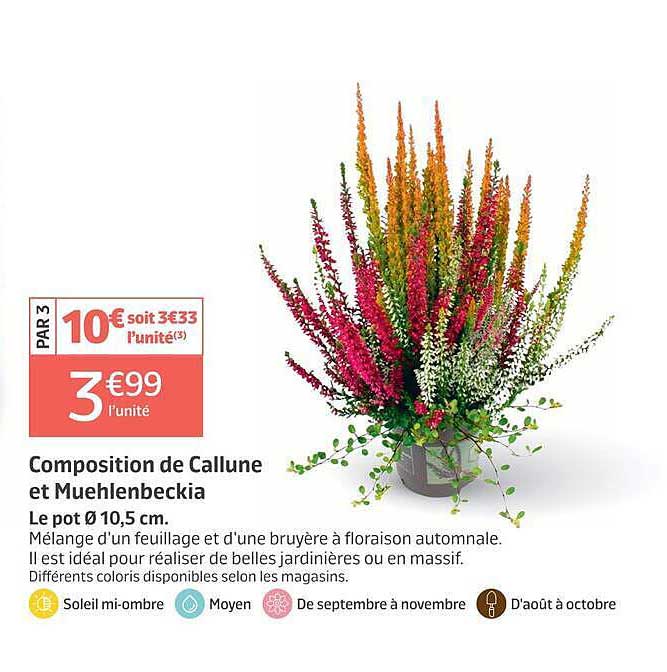 Composition de Callune et Muehlenbeckia