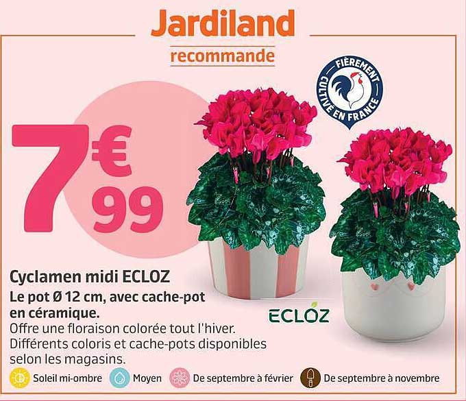 Cyclamen midi ECLOZ