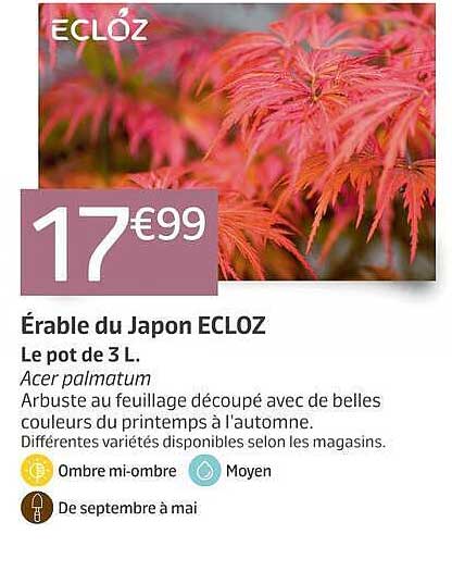 Érable du Japon ECLOZ