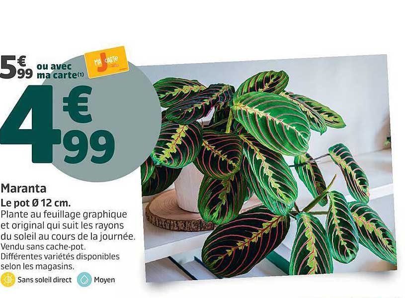 Maranta