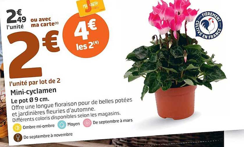 Mini-cyclamen Le pot Ø 9 cm.