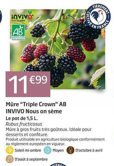 Mûre “Triple Crown” AB INVIVO Nous on sème