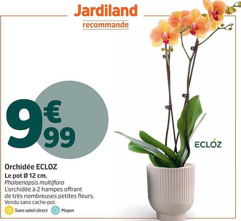 Orchidée ECLOZ