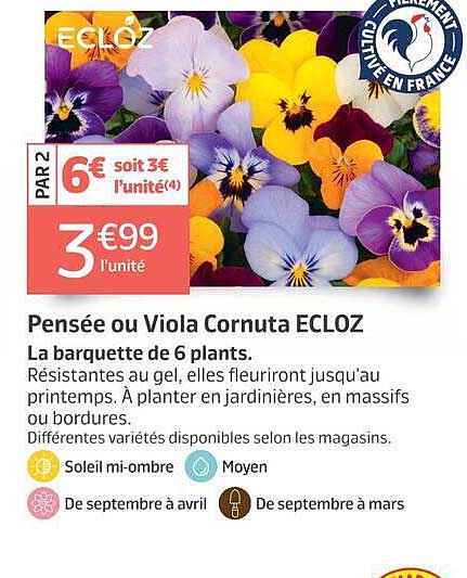 Pensée ou Viola Cornuta ECLOZ