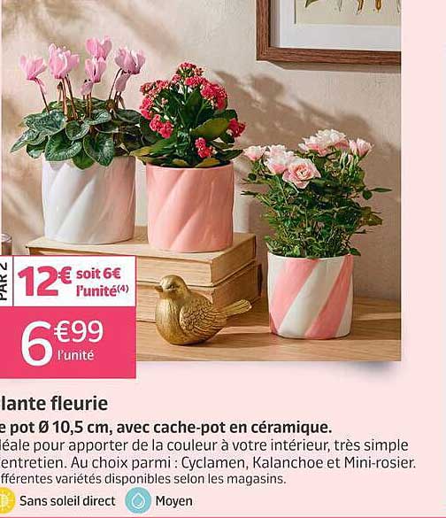 Plante fleurie de pot Ø 10,5 cm, avec cache-pot en céramique.