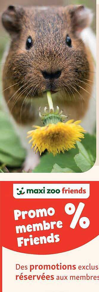 Promo membre Friends