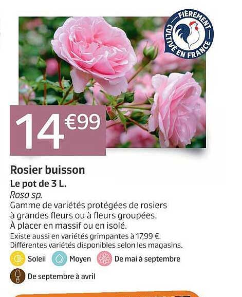 Rosier buisson
