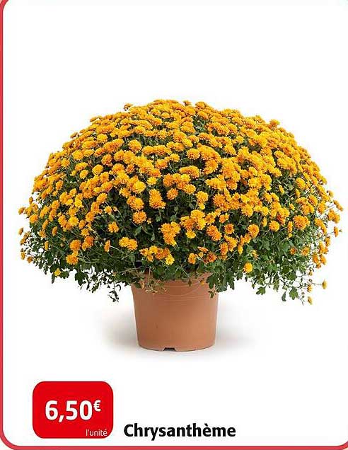 Chrysanthème