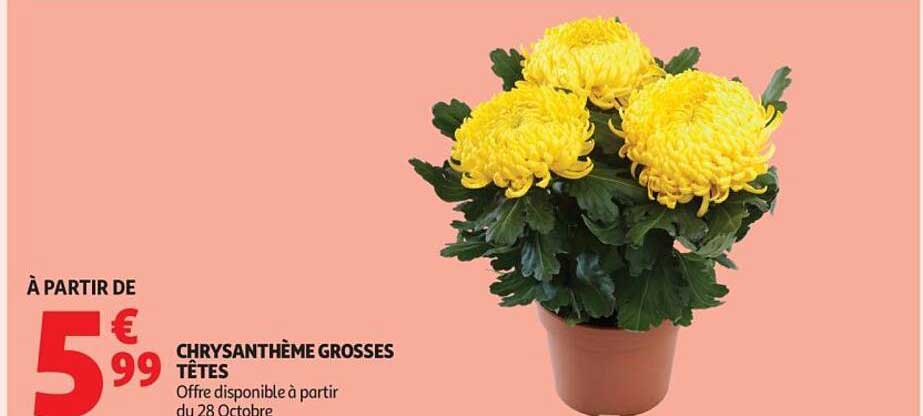 CHRYSANTHÈME GROSSES TÊTES