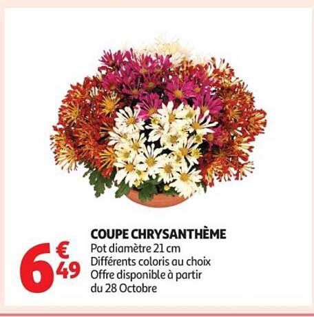 COUPE CHRYSANTHÈME