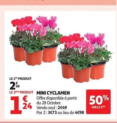 MINI CYCLAMEN