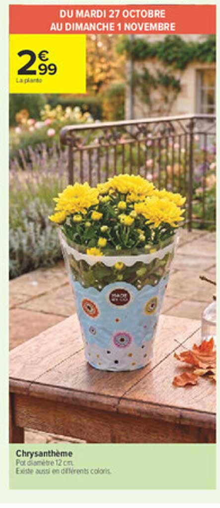 Chrysanthème