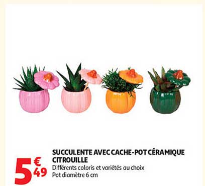 SUCCULENTE AVEC CACHE-POT CÉRAMIQUE CITROUILLE