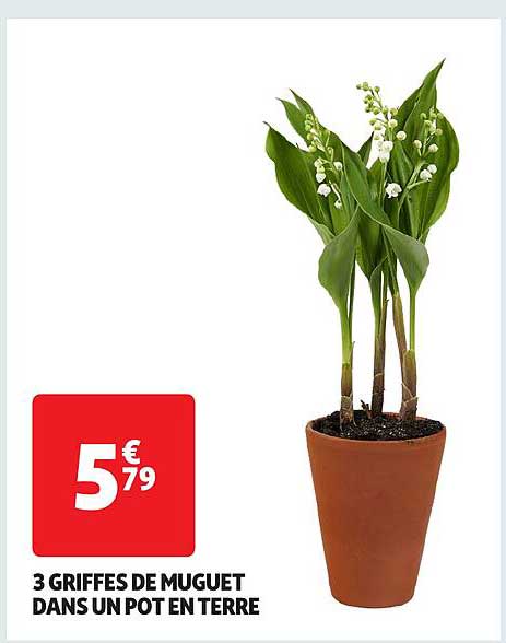 3 Griffer de Muguet dans un Pot en Terre