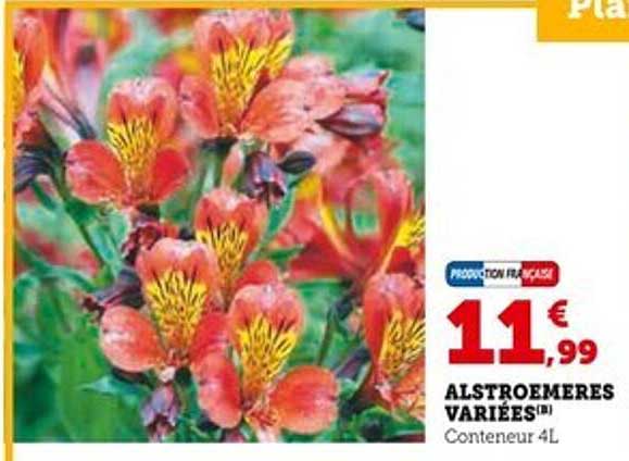 ALSTROEMERES VARIÉES