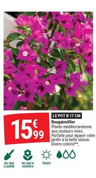 Bougainvillier
