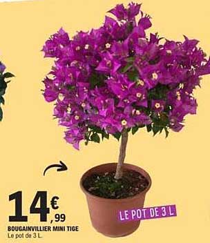 BOUGAINVILLIER MINI TIGE