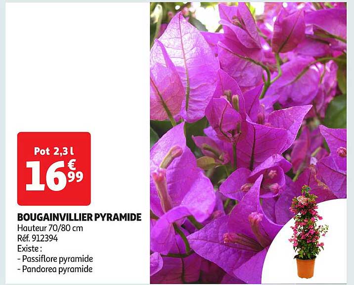 Bougainvillier Pyramide