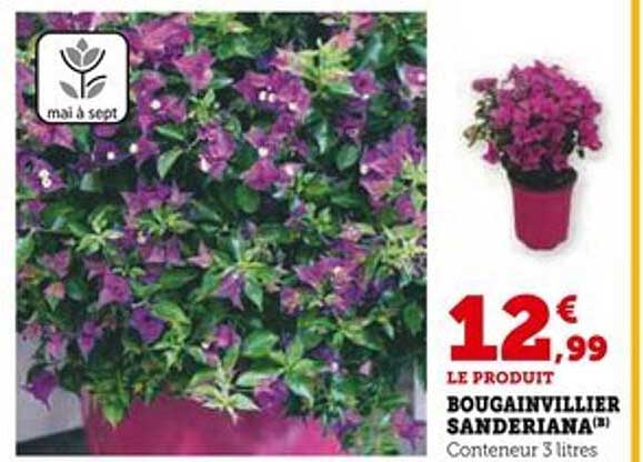 BOUGAINVILLIER SANDERIANA