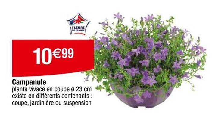 Campanule