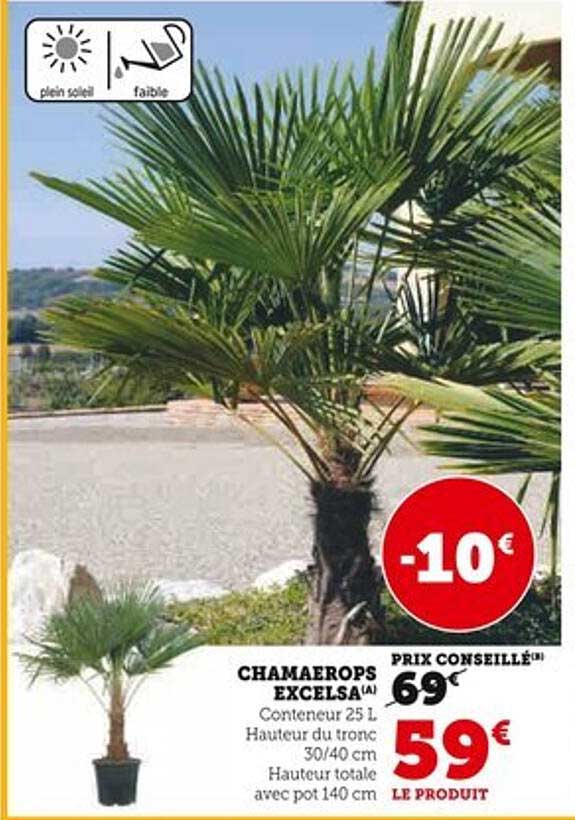 CHAMAEROPS EXCELSA