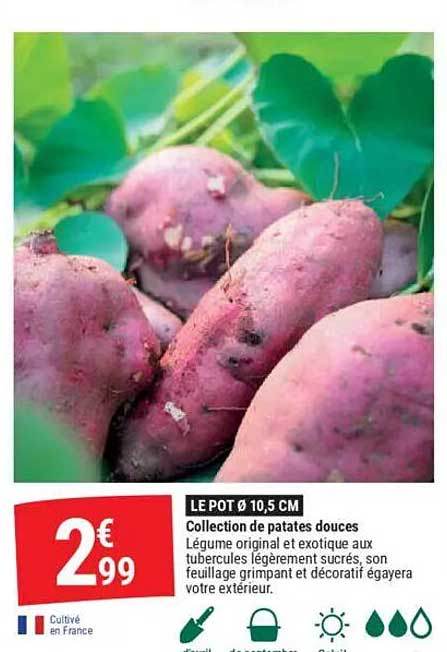 Collection de patates douces
