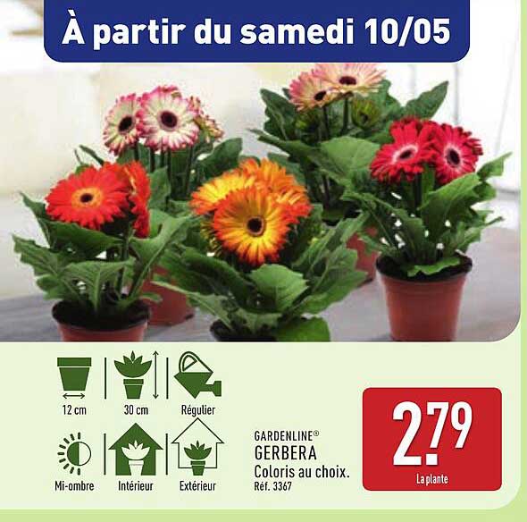 GARDENLINE® GERBERA Coloris au choix.