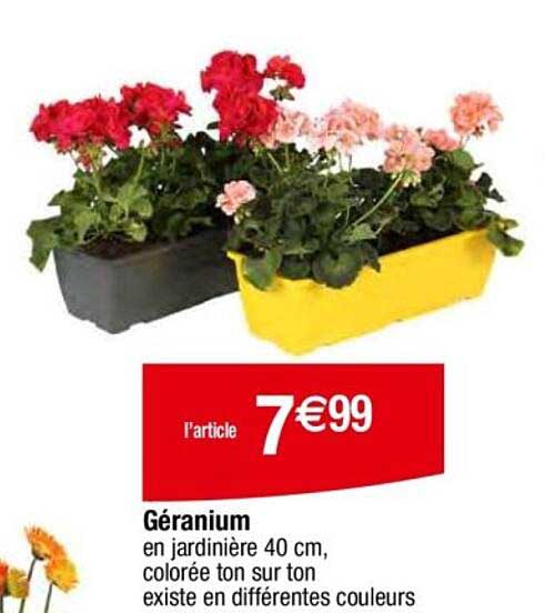 Géranium en jardinière 40 cm