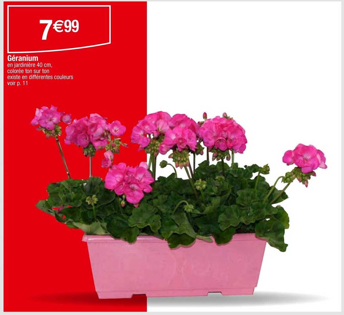 Géranium en jardinière 40 cm