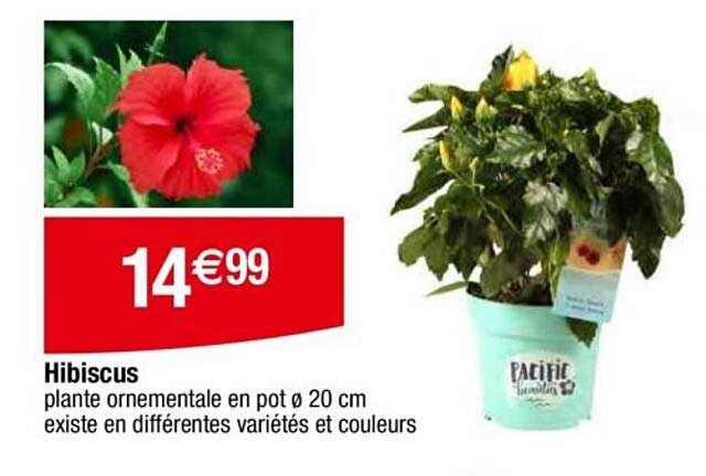 Hibiscus