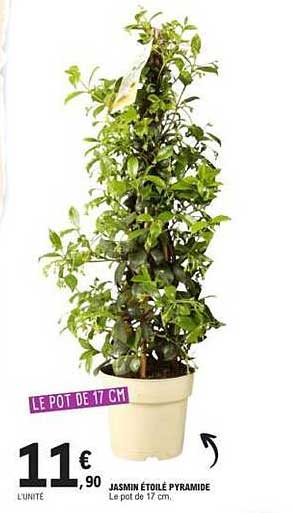 JASMIN ÉTOILÉ PYRAMIDE